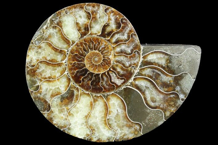 Agatized Ammonite Fossil (Half) - Agatized #88461